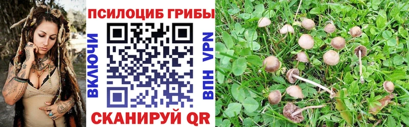 продажа наркотиков Алатырь Галлюциногенные грибы Psilocybine cubensis